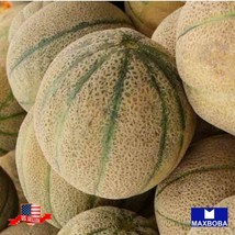 Melon Seeds - Honey Rock Non-Gmo Heirloom Vegetable Garden Usa Shipping - £4.88 GBP