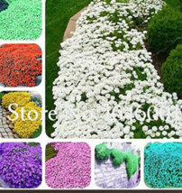 100 Pcs Rock Cress Seeds Creeping Thyme Flores Mixed 9 Colors Fresh Seeds - £7.93 GBP