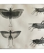 Grasshoppers And Locusts 1863 Victorian Farming Agriculture Insects DWZ4A - €42,94 EUR
