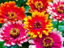 SGHOST 50 Carrousel Mix Zinnia Flower Seeds Long Lasting Annual Deer Resistant U - $8.62