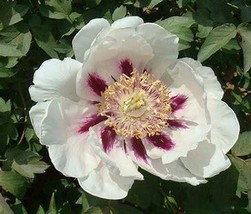  &#39;White Lovers&#39; Light Fragrant Peony Flower Plant, 5 Seeds D - $10.35