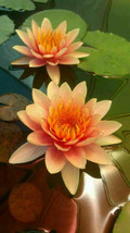 Grow In US 5 Orange Yellow Lotus Seeds Nelumbo nucifera Flowering Bloom Hardy Tr - £9.70 GBP