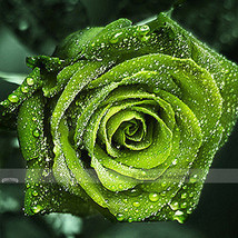 1 Professional Pack, 50 seeds / pack, Dark Green European Rose Bush Seed Fragran - £3.10 GBP
