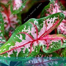 100PCS Caladium Bicolor Seed - Green Pink Bicolor Leaves - $9.96