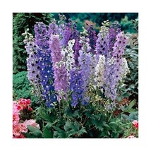 Premier Seeds Direct DEL08F Delphinium Dwarf Magic Fountain Series Mixed Seeds ( - £6.01 GBP