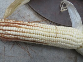 Boone&#39;s County White Dent Corn - $5.00