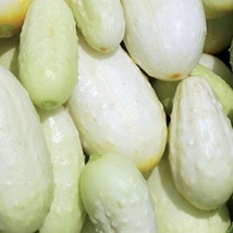 Miniature White Cucumber Seeds Organic US Fast Shipping - $36.60 MXN