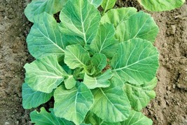 600 Champion Collard Greens Seeds Spring Fall Vegetable Garden Patio Container - £12.19 GBP