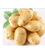 Fresh 150 Piece Potato Yukon Gold Flavorful Yellow Skinned And Yellow Fl... - £7.36 GBP