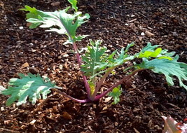 500 Red Russian Kale Seeds Heirloom Fresh Garden USA SELLER - £11.68 GBP