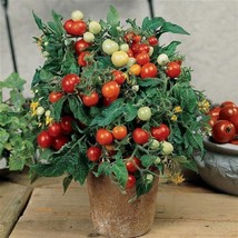 USA Seller 500 Micro Tom Tomato Seeds Dwarf Tomatoes Fast Shipping - $60.65