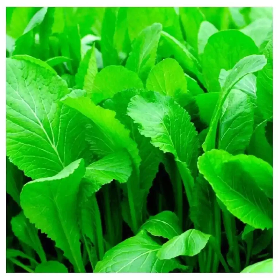 MUSTARD FLORIDA BROADLEAF 2000 AUTHENTIC SEEDS MICROGREENS - $10.04