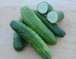 Cucumber Seeds Straight Eight 100 Seeds Fresh Seeds Fast Shipping - £10.64 GBP