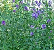 GIB Alfalfa Medicago Sativa 500 Seeds - £7.19 GBP