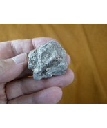PP500-12) 1 oz Real Fossil Crocodile croc POOP doo doo Triassic era spec... - €8,09 EUR