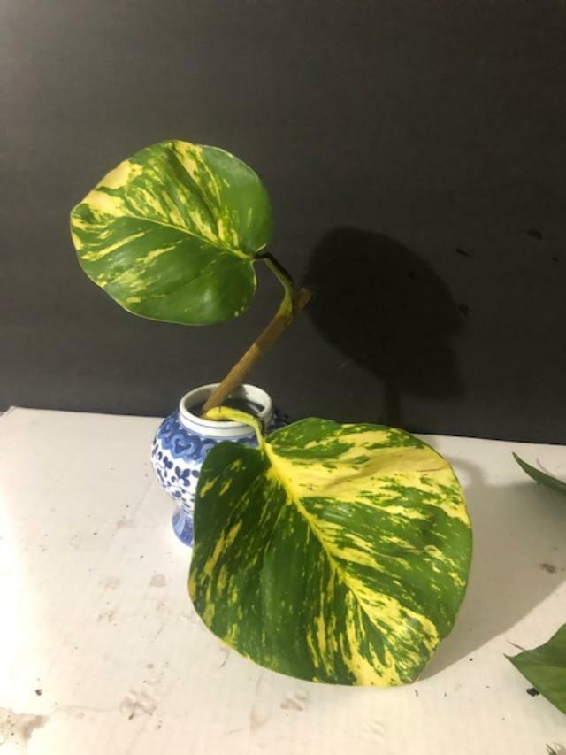 1 unrooted Leaf Starter node Variegated Golden Giant Pothos, Hawaiian Epipremnum