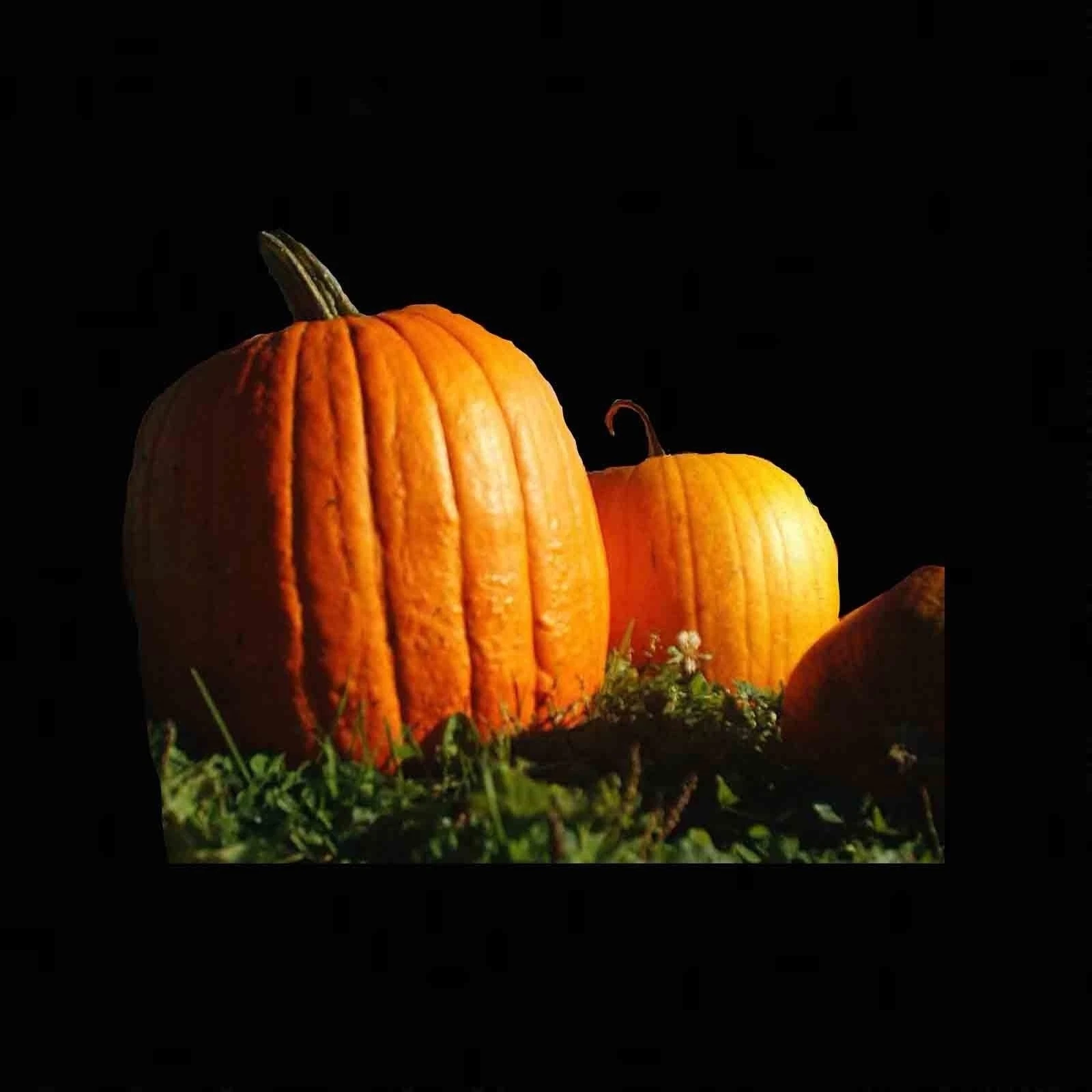 15 Seeds - Big Max Pumpkin Giant Heirloom Prize-winning Non-gmo Gardens - $7.80
