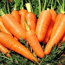 JGBOS Sell 500 Danvers Half Long Carrots Seeds Nongmo Heirloom Fresh Vegetable S - £7.31 GBP