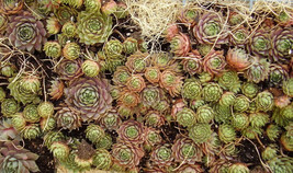 25 Mixed Hens Chicks Chickens Succulent Live Forever Sempervivum Flower Seeds Ga - $11.60