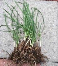 20 Organics Garlic Chives Live Plant Bare Roots Hardy Herb Jiu Cai Gardening USA - £29.90 GBP