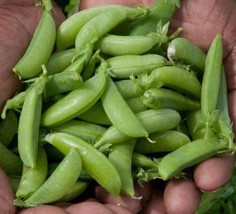 Sugar Ann Snap Pea Seeds Gardening Fresh USA Seller - £11.53 GBP