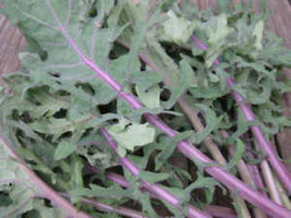 Leaf Kale - Russian Red - 100+ seeds - B 018 - £2.39 GBP