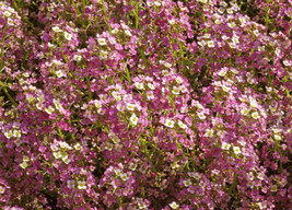 LWSTORE 1000 Pink Sweet Alyssum Seeds Dwarf Lobularia Maritima Ground Cover USPS - £6.29 GBP