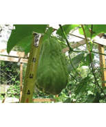 SL 30 Pcs/ Bag Bonsai Chayote Seeds Outdoor Non-Gmo Succulent Pumpkin Fruit Vege - $2.21
