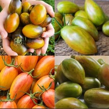 US Seller Artisan Tiger Tomato Seeds Collection Blush Tiger 25 Green Tiger 25 Br - $30.90