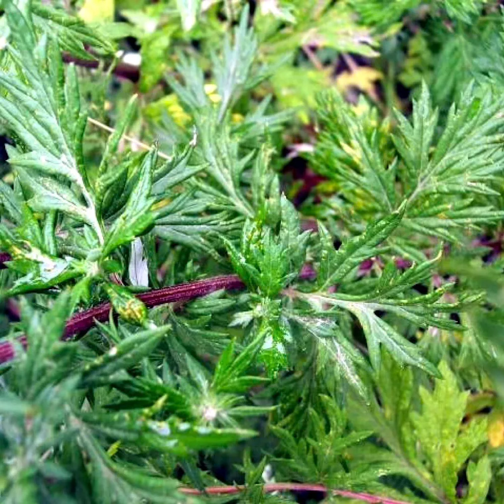 1000+ Mugwort Seeds (Artemisia vulgaris) Medicinal Culinary Perennial Herb  - $3.31
