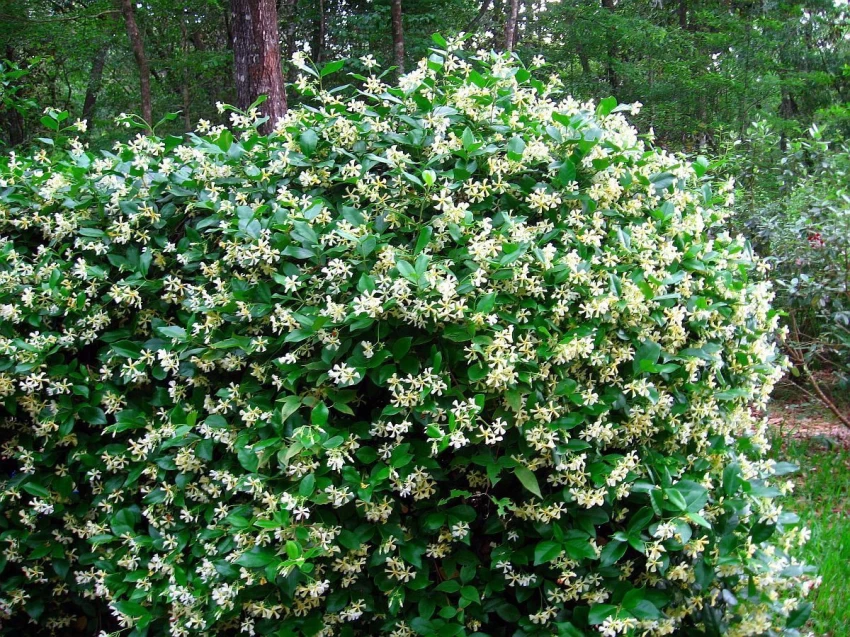 Nyctanthes Arbor-Tristis / Parijat / Night-Blooming Jasmine Tree Seeds 50 Seeds - £7.89 GBP