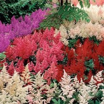 Fast Ship USA Seller 100 Seed Mix Astilbe Seeds Bunter - £14.62 GBP