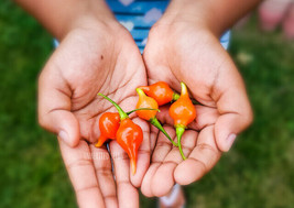 Biquinho Chilli Pepper Heirloom 75+ seeds, 100% Organic Grown in USA - £3.50 GBP