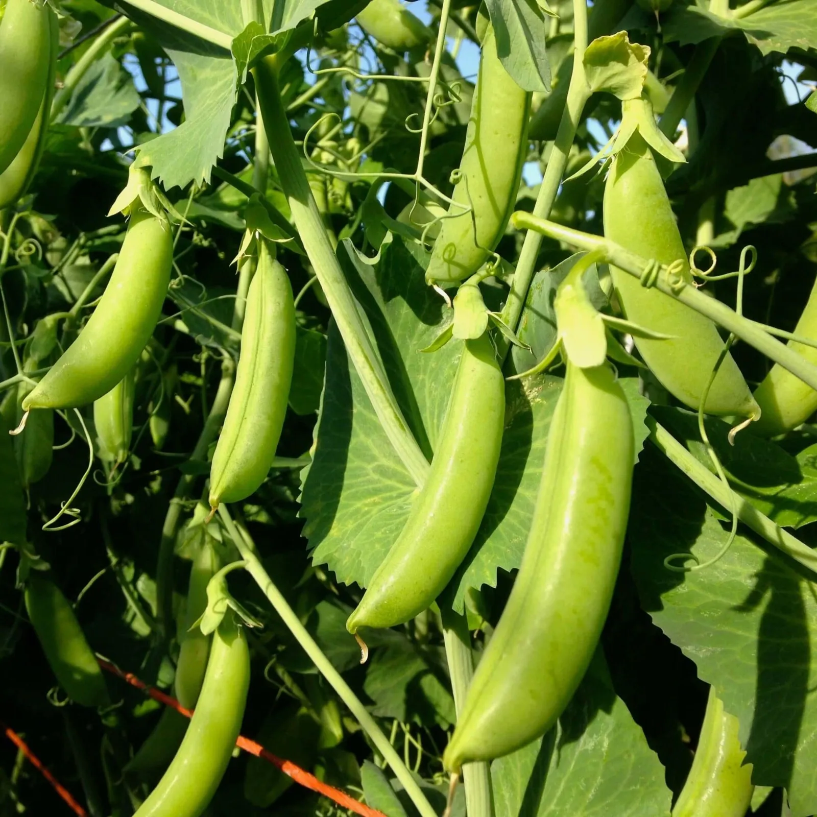 KS Cascadia Snap Pea Early and Compact Non Gmo Suppliers Planting 12 Seeds  - £7.24 GBP