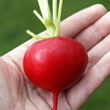Grow In US 100 German Giant Radish Seeds Non Gmo Fresh - £6.58 GBP