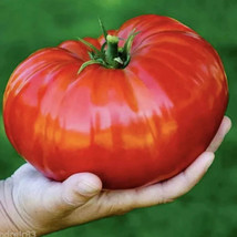 120 German Giant Tomato Seeds Organic Garden Beautiful USA Seller - $5.76