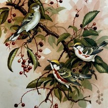 Chestnut Sided Warblers 1957 Lithograph Bird Art Print John H Dick DWDD4 - $49.99