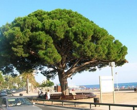 Pinus Pinea (Stone Pine) 5 seeds - £1.53 GBP
