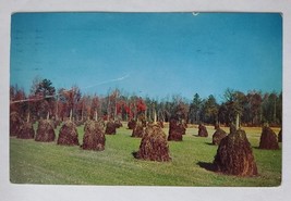 Postcard Peanut time down in Virginia USA Posted 1957 Writing Stamped  - $5.75