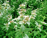 500 Seeds Mountain Mint Seeds Native Wildflower Edible Herb Drought Poor... - $8.99