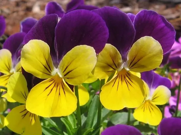 Johnny Jump Up Seeds Viola Seeds 500 Perennial Seeds - £9.65 GBP