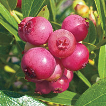 Live Plant Blueberry 'Pink Lemonade' Vaccinium (Rabbiteye) Over 12 Inches tall - £26.84 GBP