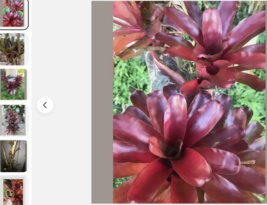 15 Pack ! BROMELIAD Neo FIREBALL Pups Terrarium Vivarium Dart Frog. Easy... - $911.65 MXN