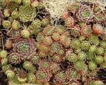 Sale 25 Seeds Mixed Hens &amp; Chicks Chickens Succulent (Live Forever) Semp... - £7.84 GBP