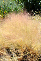 200 Cloud Grass Agrostis Nebulosa White Flower Tan Ornamental Grass Seed... - $285.31 MXN