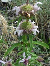 Monarda Pectinata Pony Beebalm Miners Lettuce Spotted Bee Balm 10 Seeds - $9.58