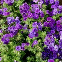 Blue Skies Phlox Beauty Blue &amp; Clary Sage Non-Gmo 200 + Pure Seeds - £4.71 GBP