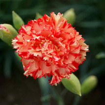 Carnation Chabaud Avranchin * 50 Seeds - Red &amp; Creamy Yellow -Scented - Everlast - £3.78 GBP