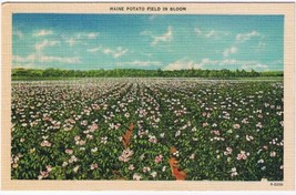 Maine Postcard Potato Field In Bloom - £1.69 GBP