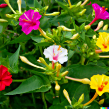 50 Four O&#39;Clock Flower Mix Seeds Marvel of Peru Perennial Mirabilis jalapa - £6.06 GBP
